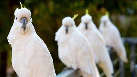 Aireys Inlet Getaway Resort - Stayed 0