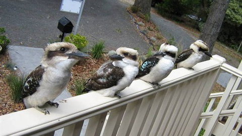 Around About Lorne Studios Or B&B - Stayed 2