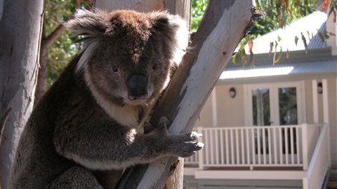 Around About Lorne Studios Or B&B - Stayed 1