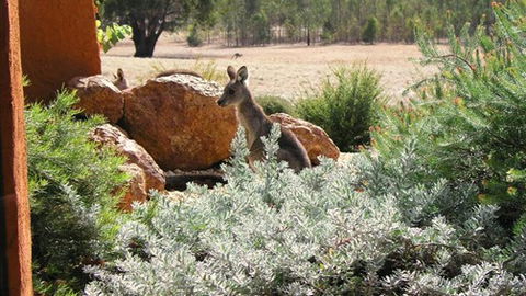 Kangaroos In The Top Paddock - Stayed 0