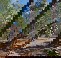 Back Yamma State Forest - Stayed