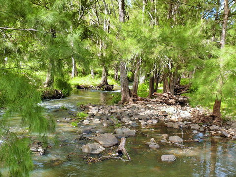 Cockadilly Escape - Stayed 0