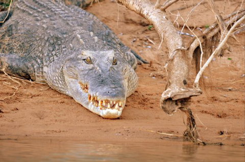 Mount Nancar Wilderness Retreat - Stayed 4