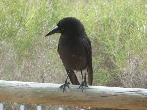 Raven Cottage - Stayed 8