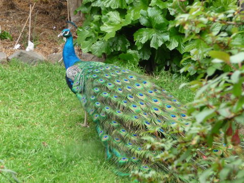 Eurambeen Historic Homestead And Gardens - Stayed 4