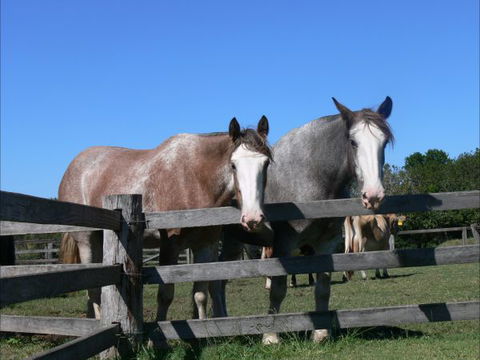 Clydesdale Motel And Steakhouse - Stayed 0