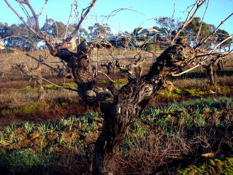 Warrenmang Vineyard & Resort - Stayed 2