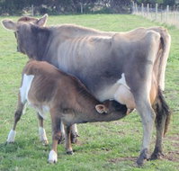 Animal Land - Stayed