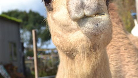 Sea Glimpse Farm Stay - Stayed 4