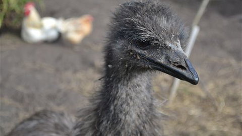 Sea Glimpse Farm Stay - Stayed 5