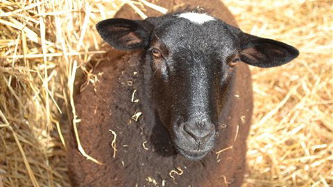 Sea Glimpse Farm Stay - Stayed 6