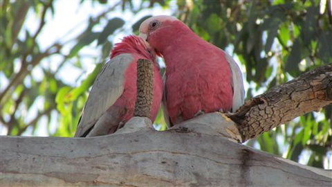 River Gardens Bed And Breakfast Farmstay - Stayed 6