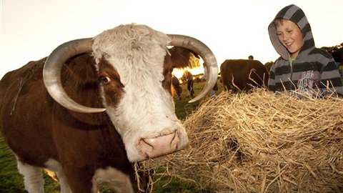 Kangaroobie - Stayed 4