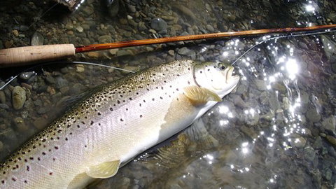 Riverview Lodge - Stayed 3