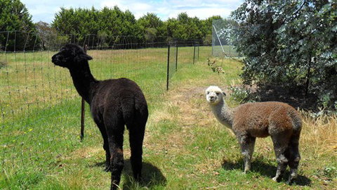 Halls Haven Resort - Stayed 6