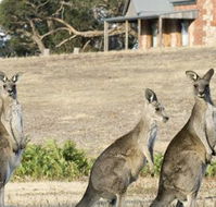 Grampians Pioneer Cottages - Stayed