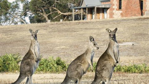 Grampians Pioneer Cottages - Stayed 0