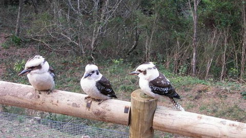 Wattletree Cottage - Stayed 3