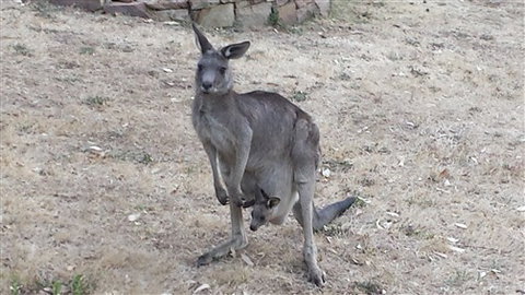 Kookaburra Ridge - Stayed 5