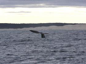 Fowlers Ocean Eco Retreat - Stayed 2