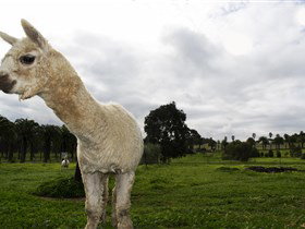 Seppelts View Cabins - Stayed 3
