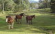 Amamoor Lodge - thumb 2
