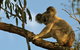 Amamoor Lodge - thumb 4