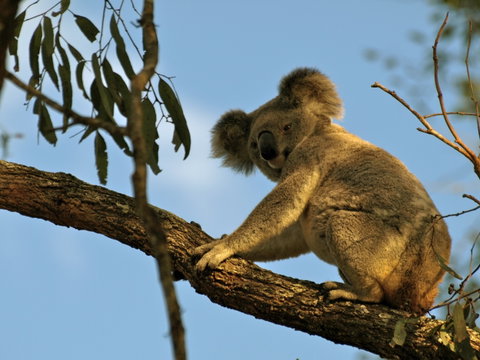 Amamoor Lodge - Stayed 4