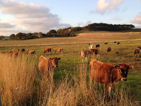 Daysy Hill Country Cottages - Stayed 7