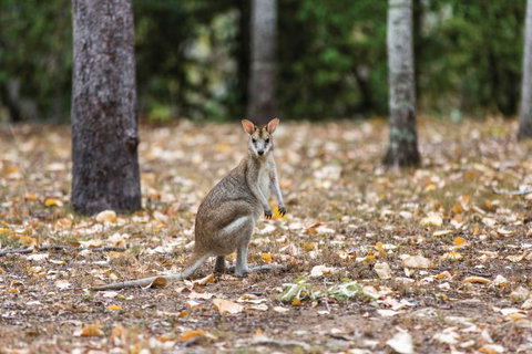 Carnarvon National Park Camping - Stayed 2
