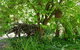 Willowbrook Heritage Bed & Breakfast - thumb 7