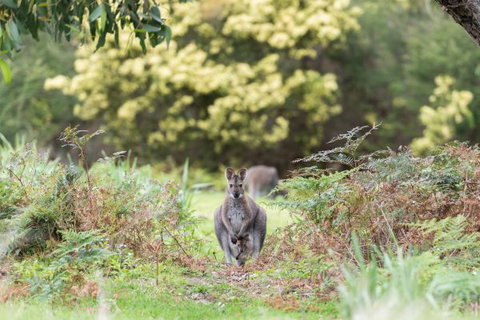 Alkina Lodge - Stayed 6