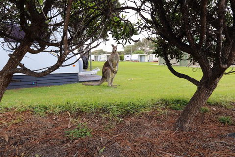 Anglesea Family Caravan Park - Stayed 3