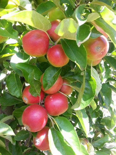 Ballachulish Farm Stay - Stayed 5