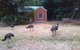 Boronia Peak Villas - thumb 5