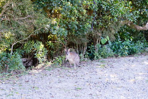 Lamington National Park Camping Ground - Stayed 1