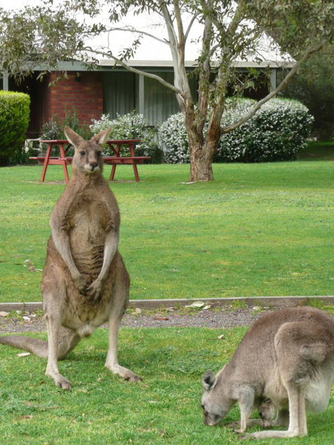 Pinnacle Holiday Lodge - Stayed 8