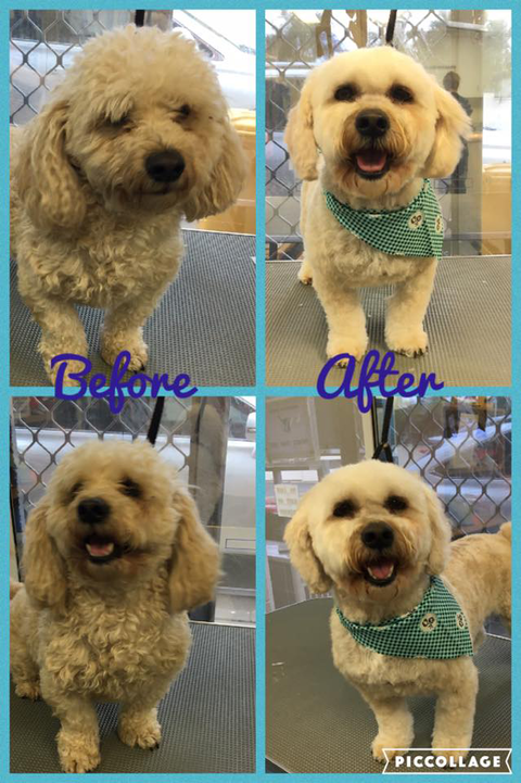 Maraboon Pet Resort - Stayed 4