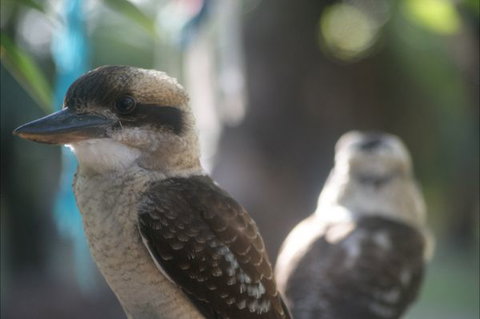 Takarakka Bush Resort Carnarvon Gorge - Stayed 5
