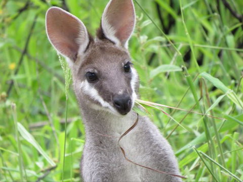 Takarakka Bush Resort Carnarvon Gorge - Stayed 8