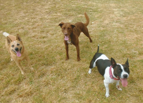 Hillcrest Pet Resort - Stayed 4