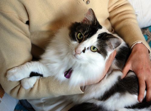 Blackalls Park NSW Stayed