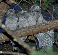 BIG4 Kelso Sands Holiday  Native Wildlife Park - Stayed