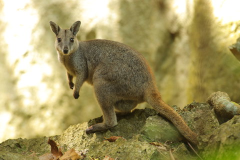 Capricorn Caves - Stayed 9