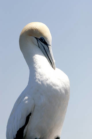 Chocolate Gannets Apollo Bay - Stayed 3