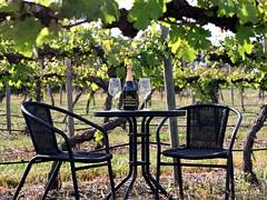 De Vine Escape - Stayed 4