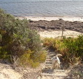 WindSong Beach House - Stayed