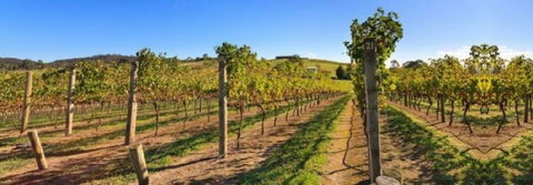 DeVine Escape - Stayed 0