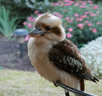 Glenbar Cottage - Stayed