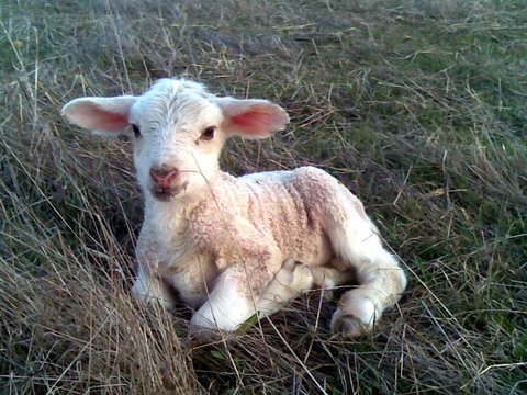 Glendara Cottage - Stayed 1